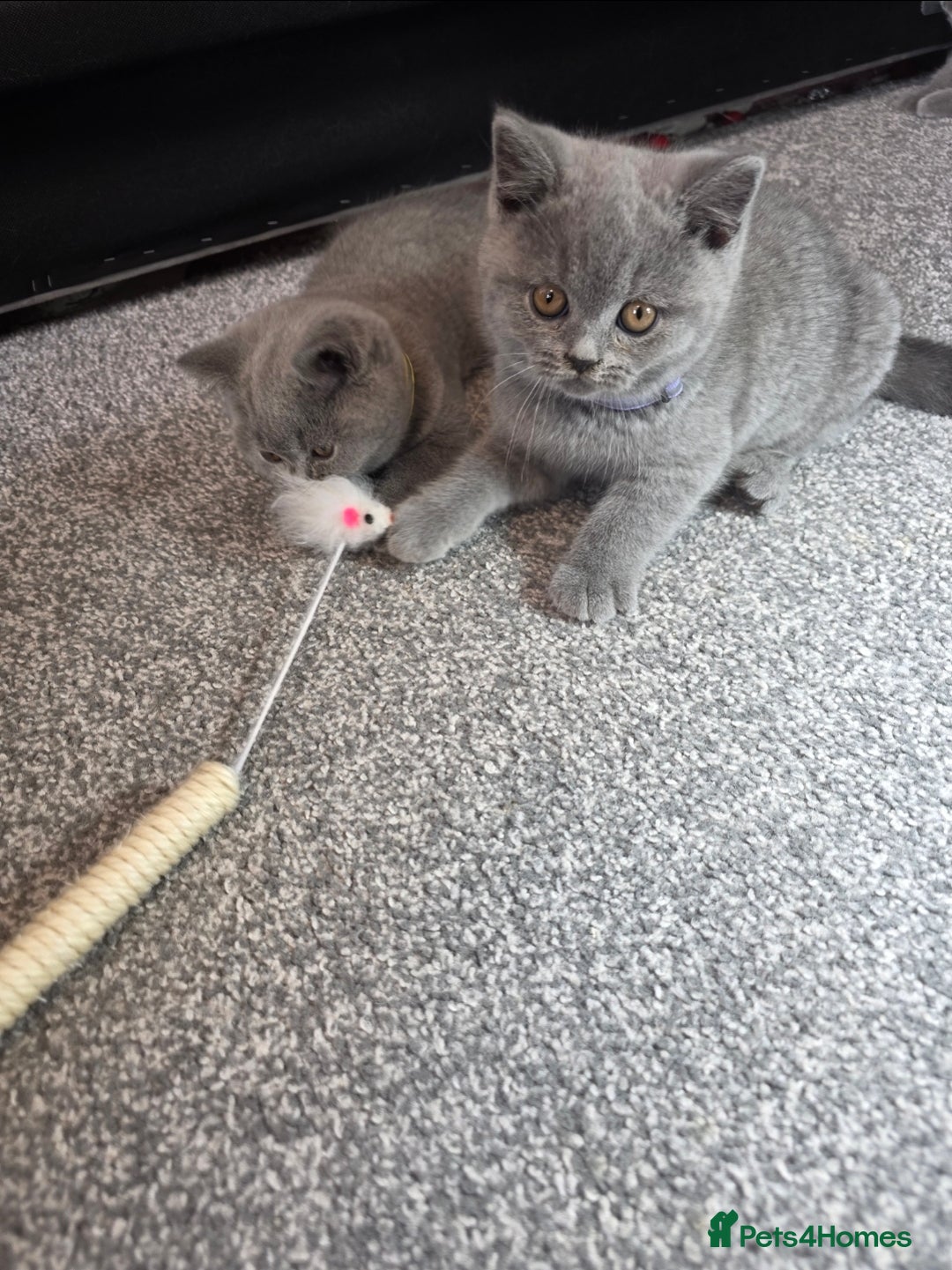 British Shorthair cats for sale: Blue British Shorthair 🐈‍⬛ - Image 16