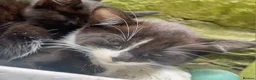 Mixed Breed cats for sale: Mixture of black & white ready to go mixed breed - Advert 17