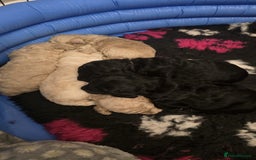 Standard Poodle dogs for sale: Standard poodles - Image 3