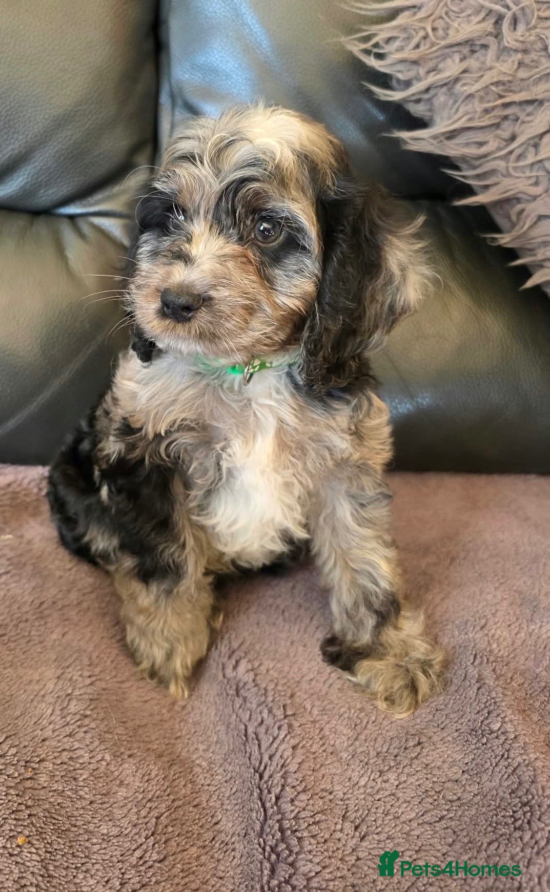 Cockapoo dogs Gorgeous cockapoo pups - ready now  - Advert 2