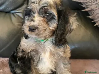 Cockapoo dogs Gorgeous cockapoo pups - ready now - Advert 2