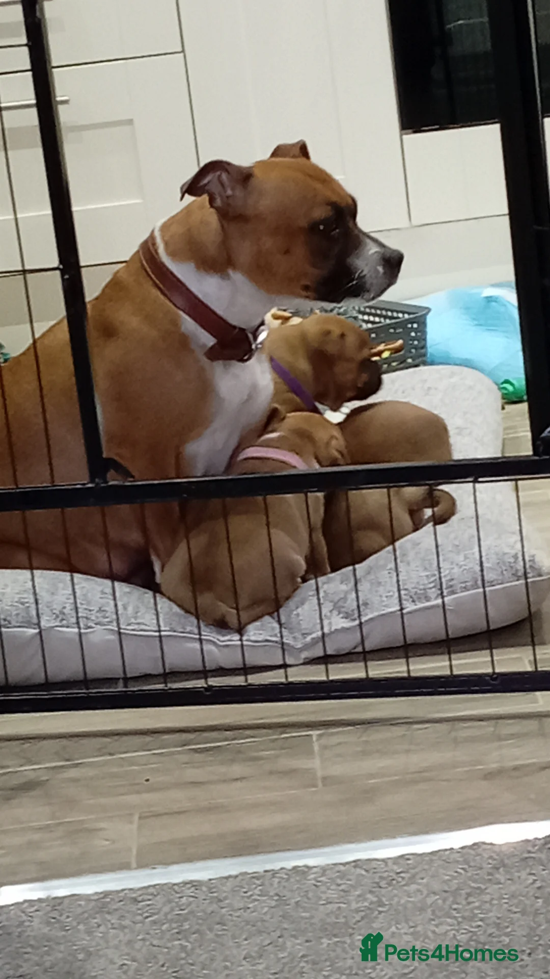 Staffordshire Bull Terrier dogs for sale: Staffordshire bull terrier  - Advert 2