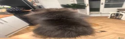 Pomeranian dogs for sale: Girl Pomeranians 🖤🤍 - Advert 9