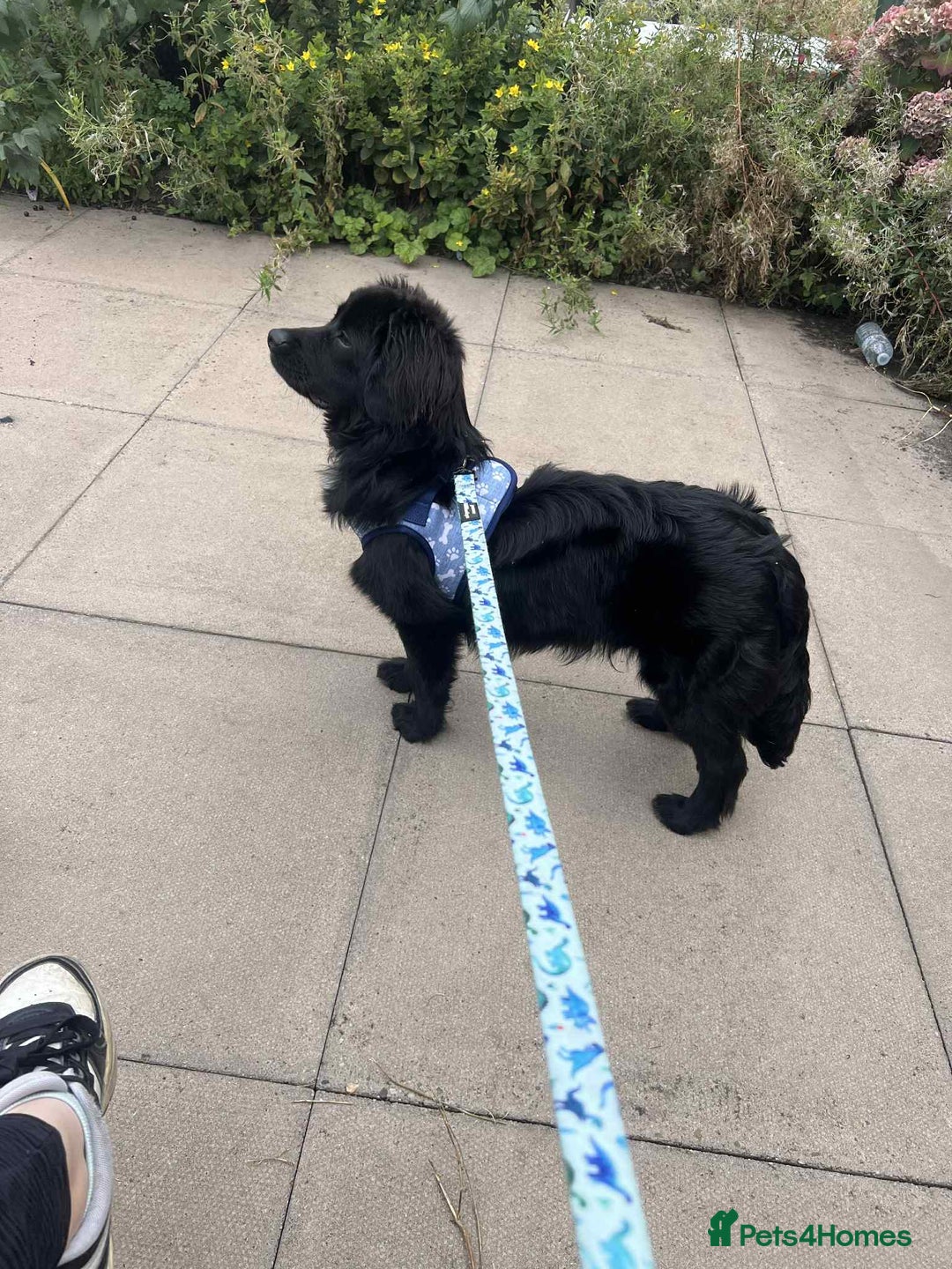 Cocker Spaniel dogs for sale: 9 Month old Puppy - Cocker Spaniel  - Image 4