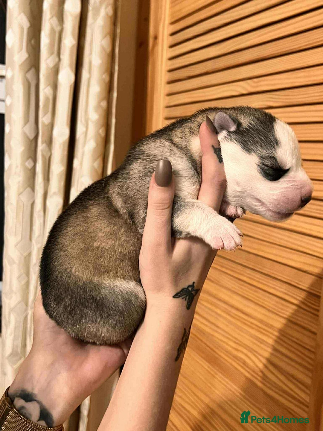 Siberian Husky dogs for sale: Siberian Husky Puppies - Advert 14