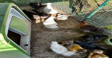 Chickens poultry - Advert 7