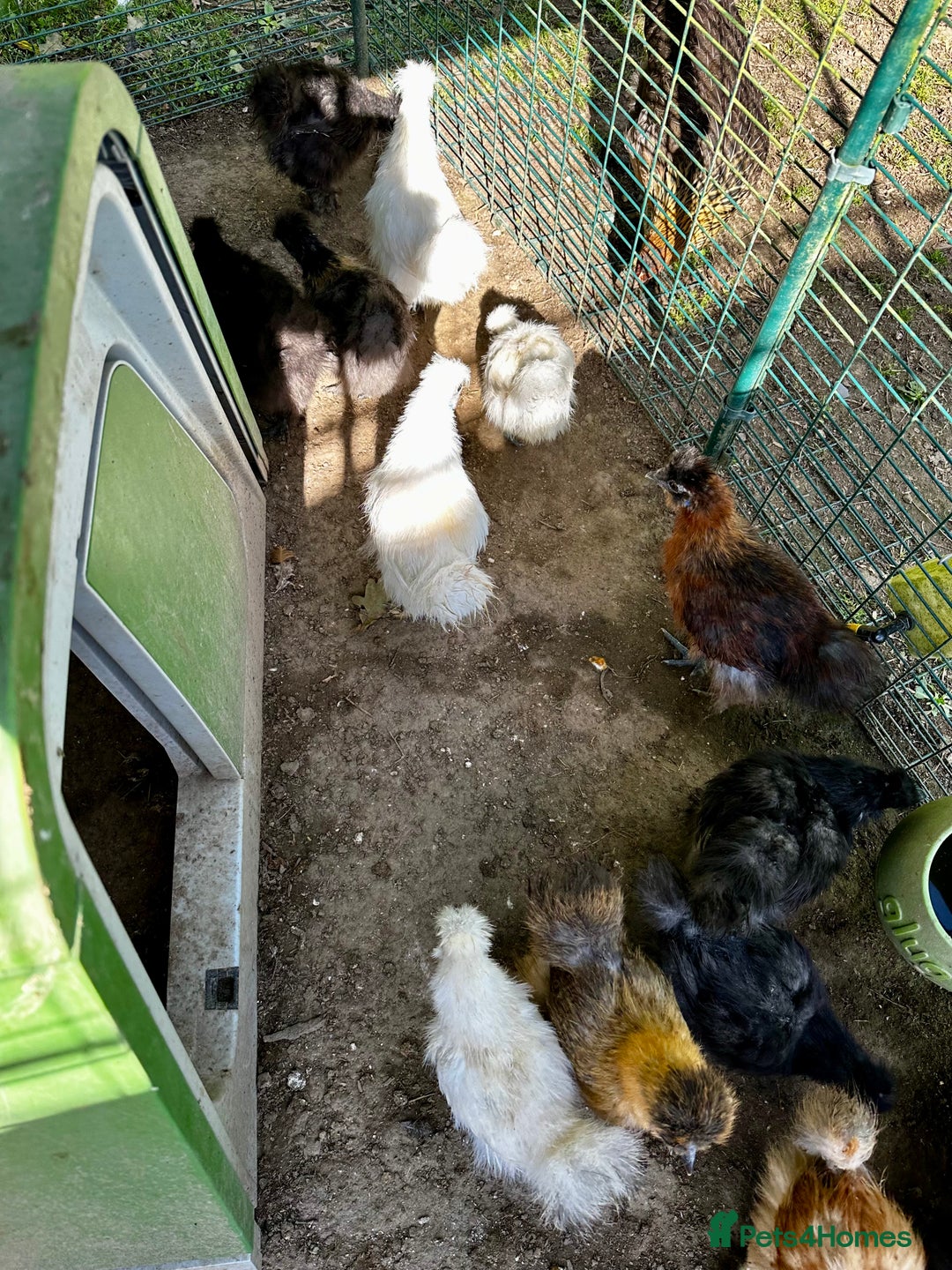 Chickens poultry for sale: Silkie and other chicks,growers and layers - Image 3