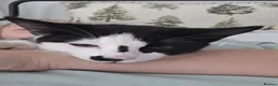 Domestic Shorthair cats for sale: Gorgeous black and white kitten called Jet - Advert 14
