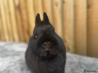 Netherland Dwarf rabbits Young Netherland dwarfs - Advert 1