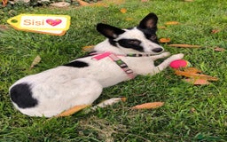 Mixed Breed dogs for adoption: 💖🐶 SISI 🐶💖 - Image 1