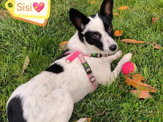 Mixed Breed dogs - Advert 4