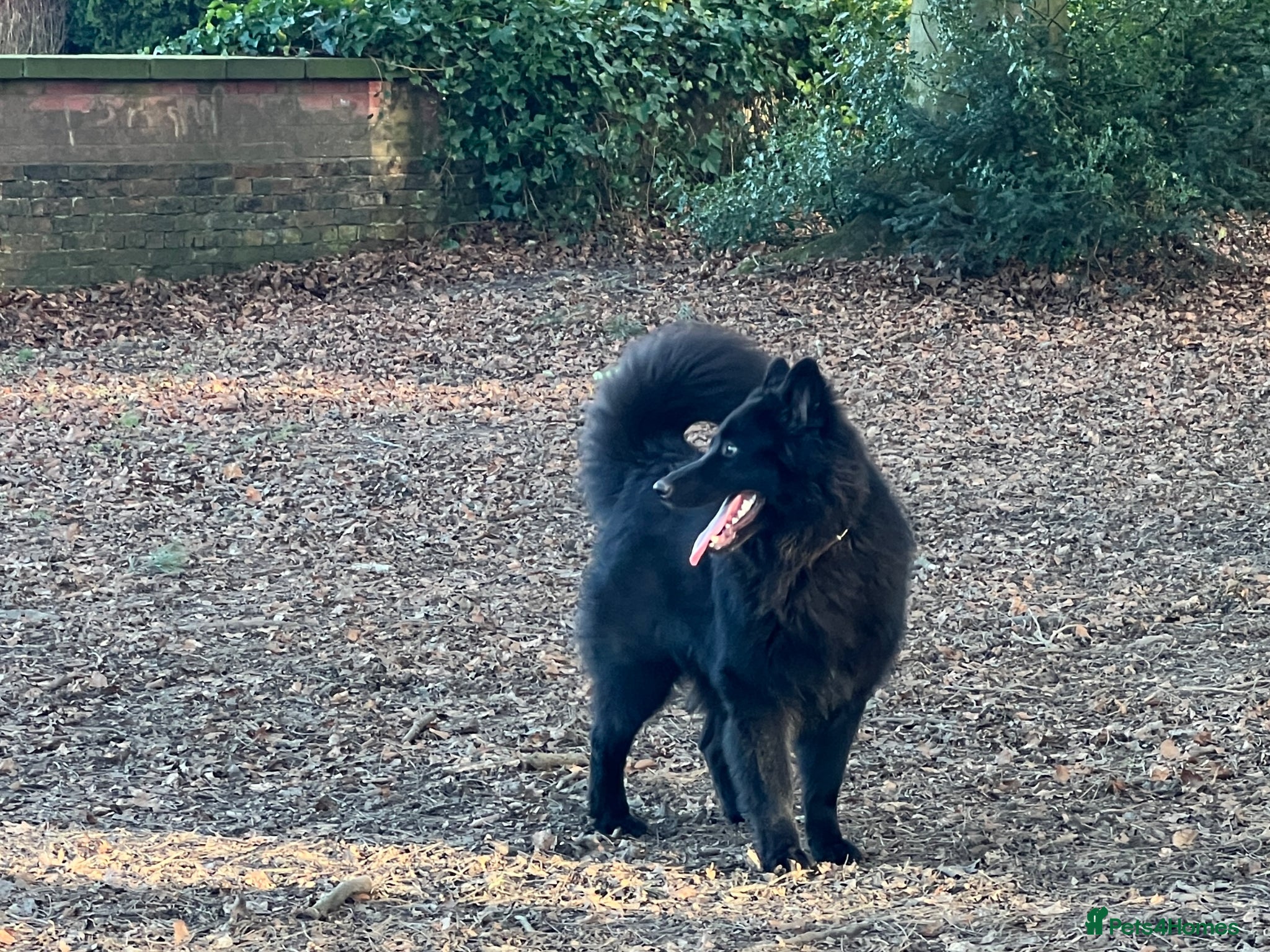 Mixed Breed dogs Samoyed x Available at Stud  - Advert 6