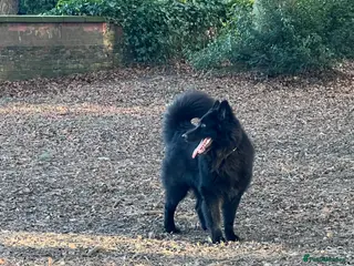 Mixed Breed dogs Samoyed x Available at Stud - Advert 6