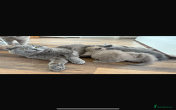 British Shorthair cats for sale: Kitten bundle - sale  - Image 6
