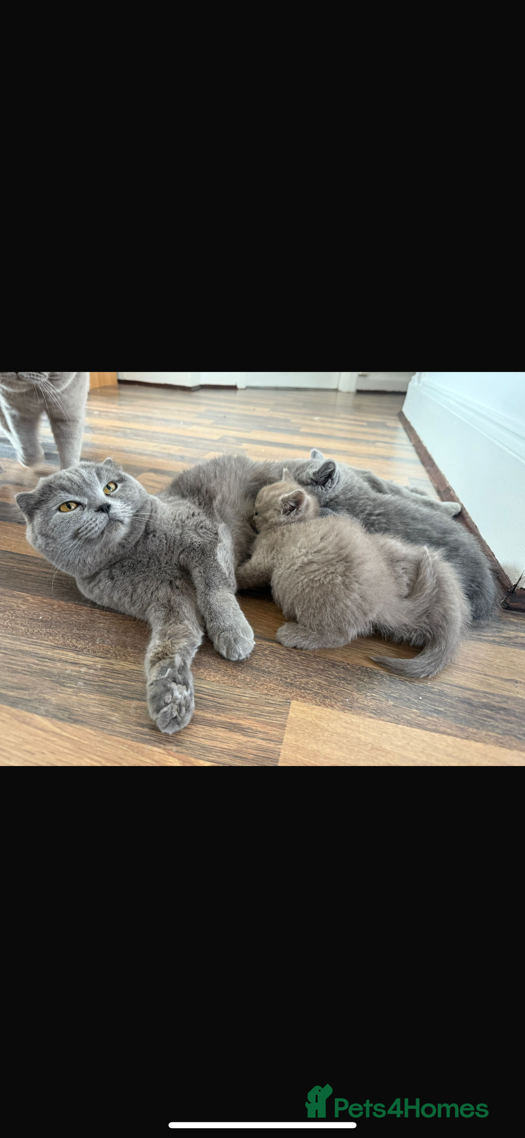 British Shorthair cats for sale: Kitten bundle - sale  - Image 6