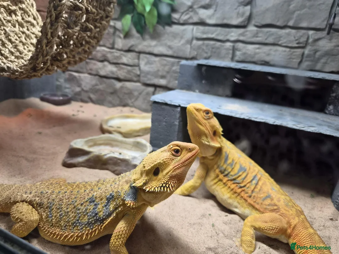 Bearded Dragon reptiles for sale: 2 female beaded dragons - Advert 8