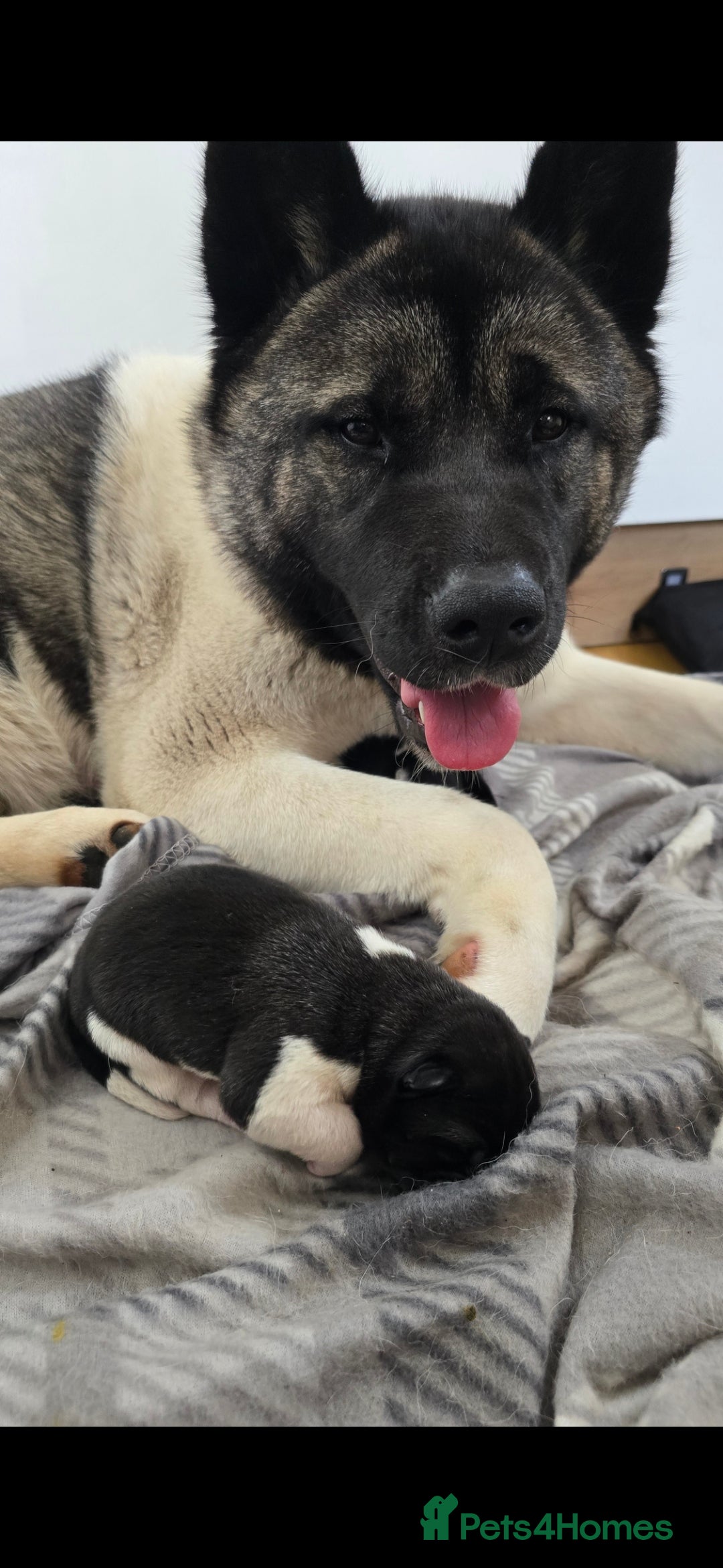 Akita dogs for sale: Gorgeous American Akita Pups for Sale - Advert 16