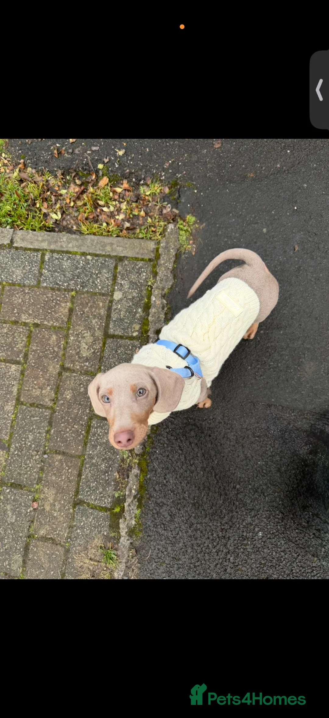 Miniature Dachshund dogs for sale: Gorgeous 8 month old male miniature dachshund  - Advert 6