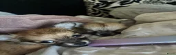 Pomchi dogs for sale: Pomchi Puppies - Advert 10