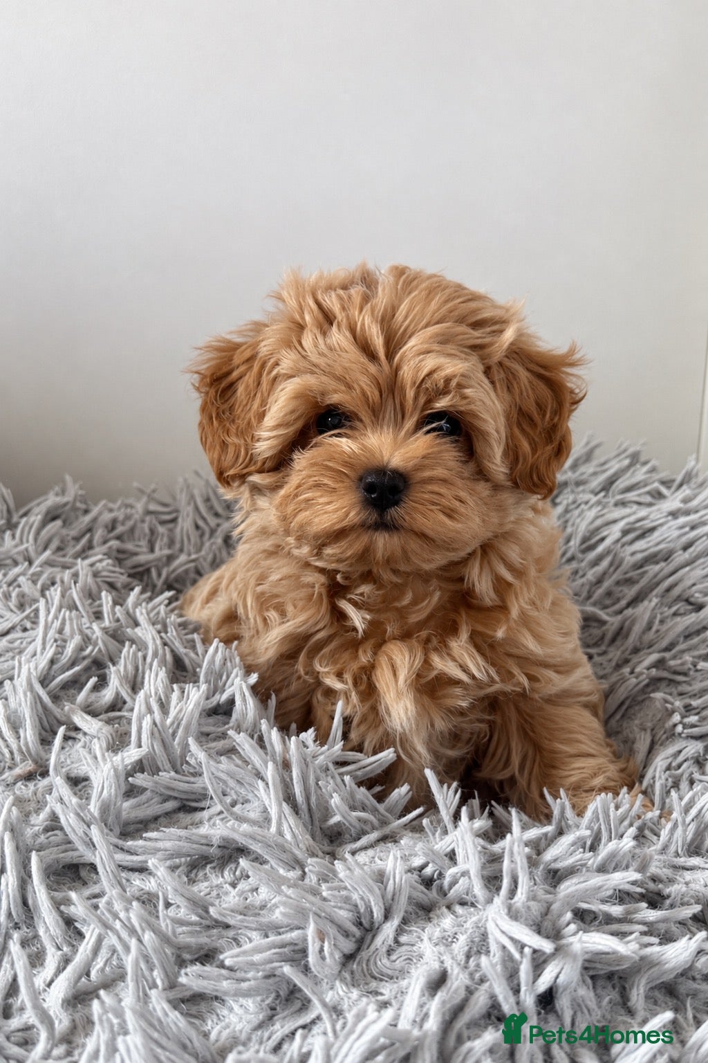 Maltipoo dogs Ready Now! Asian Maltipoo. DNA tested parents. - Advert 1