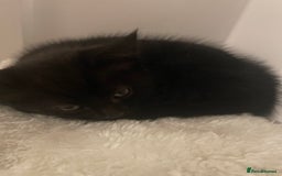 Mixed Breed cats for sale: Ready Now! - Loving and Playful kittens - Image 1