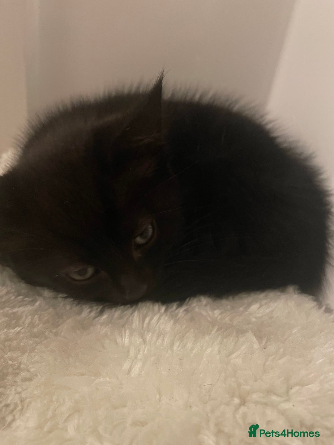 Mixed Breed cats for sale: Ready Now! - Loving and Playful kittens - Image 1
