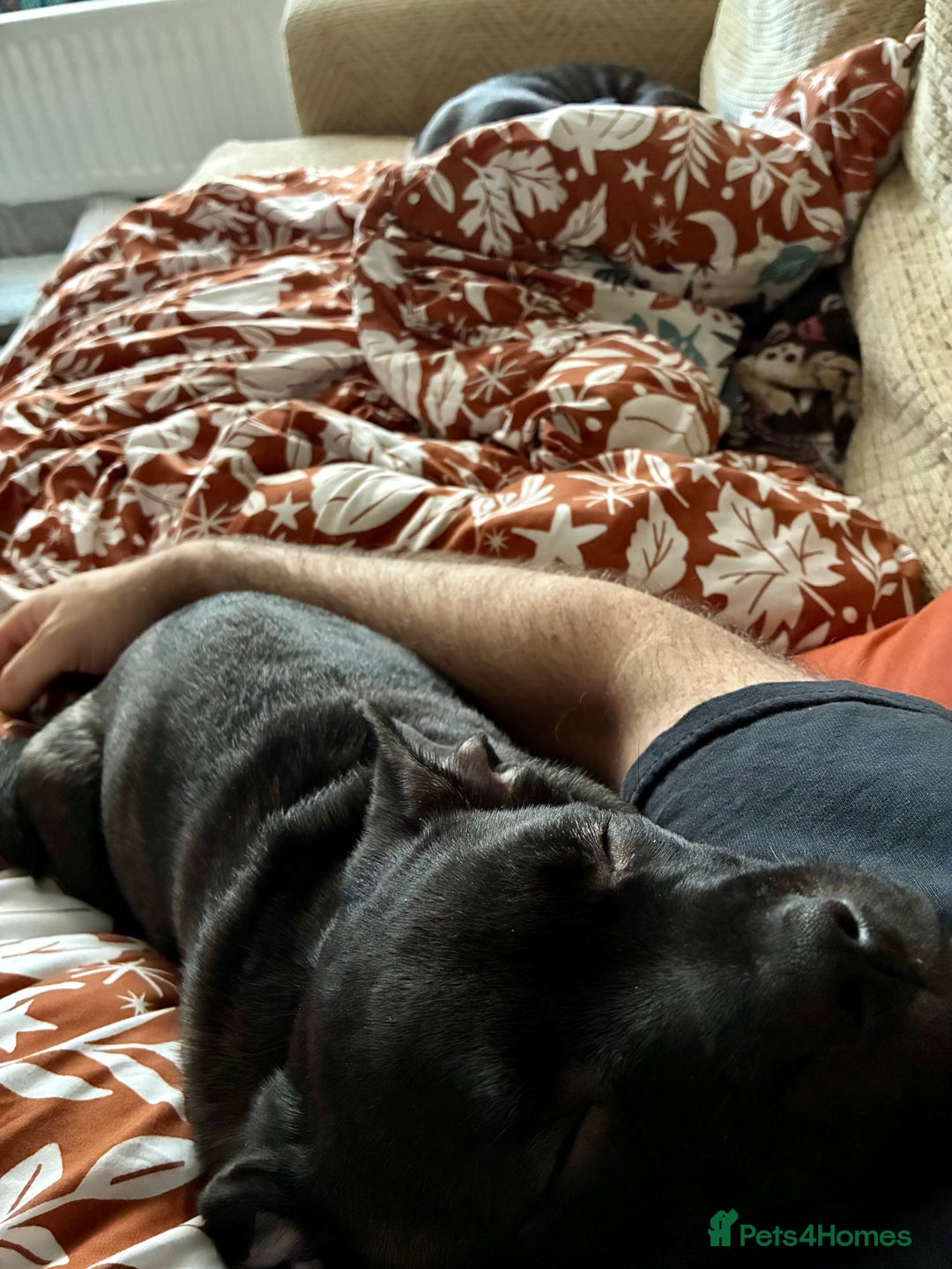 Staffordshire Bull Terrier dogs for sale: Champion bloodlines Kc mother puppy - Advert 8