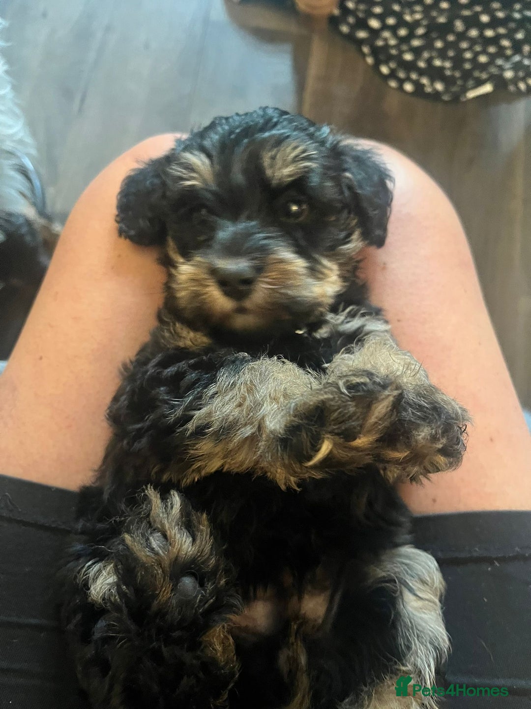 Schnoodle dogs for sale: BEAUTIFUL SCHNOODLE PUPPIES 🐶❤️ - Image 16