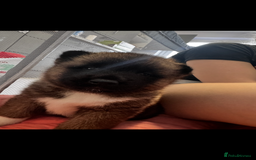 Akita dogs for sale: Bear face American akita  - Image 8