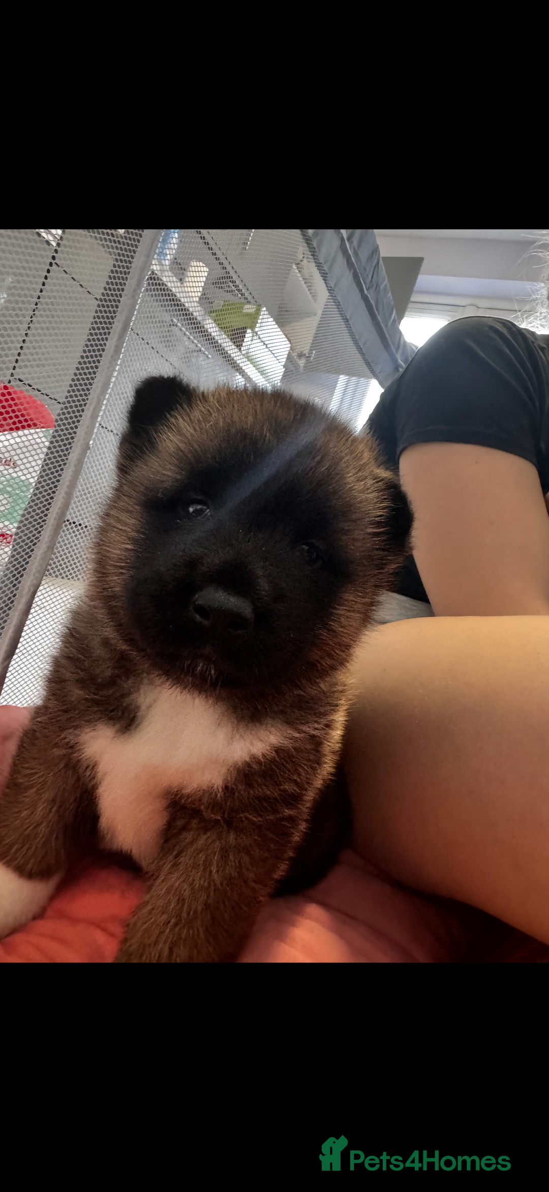 Akita dogs for sale: Bear face American akita  - Image 8