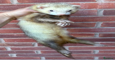 Ferret rodents - Advert 15