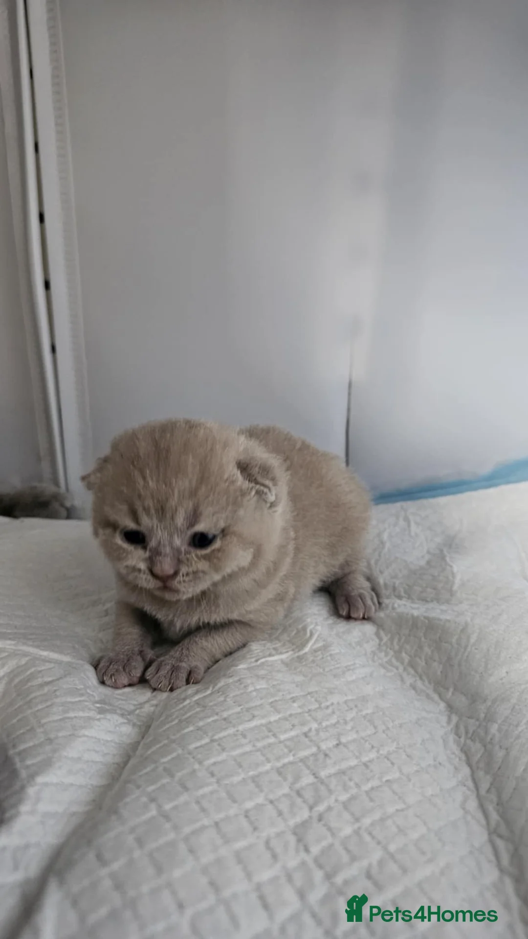 British Shorthair cats for sale: ✨ Stunning British Shorthair Kittens Available ✨ - Advert 13