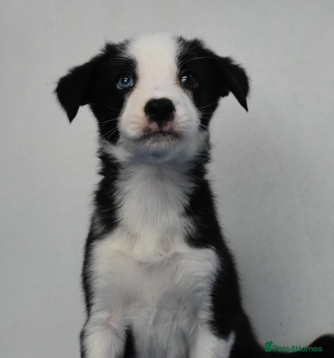 Border Collie dogs for sale: 💖 KC Reg 💖 Agility/Sports Border Collies 💖 in Buxton - Advert 19