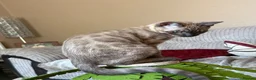 Bengal cats for sale: Seal Solid Silver Mink Bengals ❤️ - Advert 10