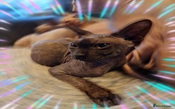 Sphynx cats for sale: Adult Canadian Sphynx for sale and Stud males  - Image 4