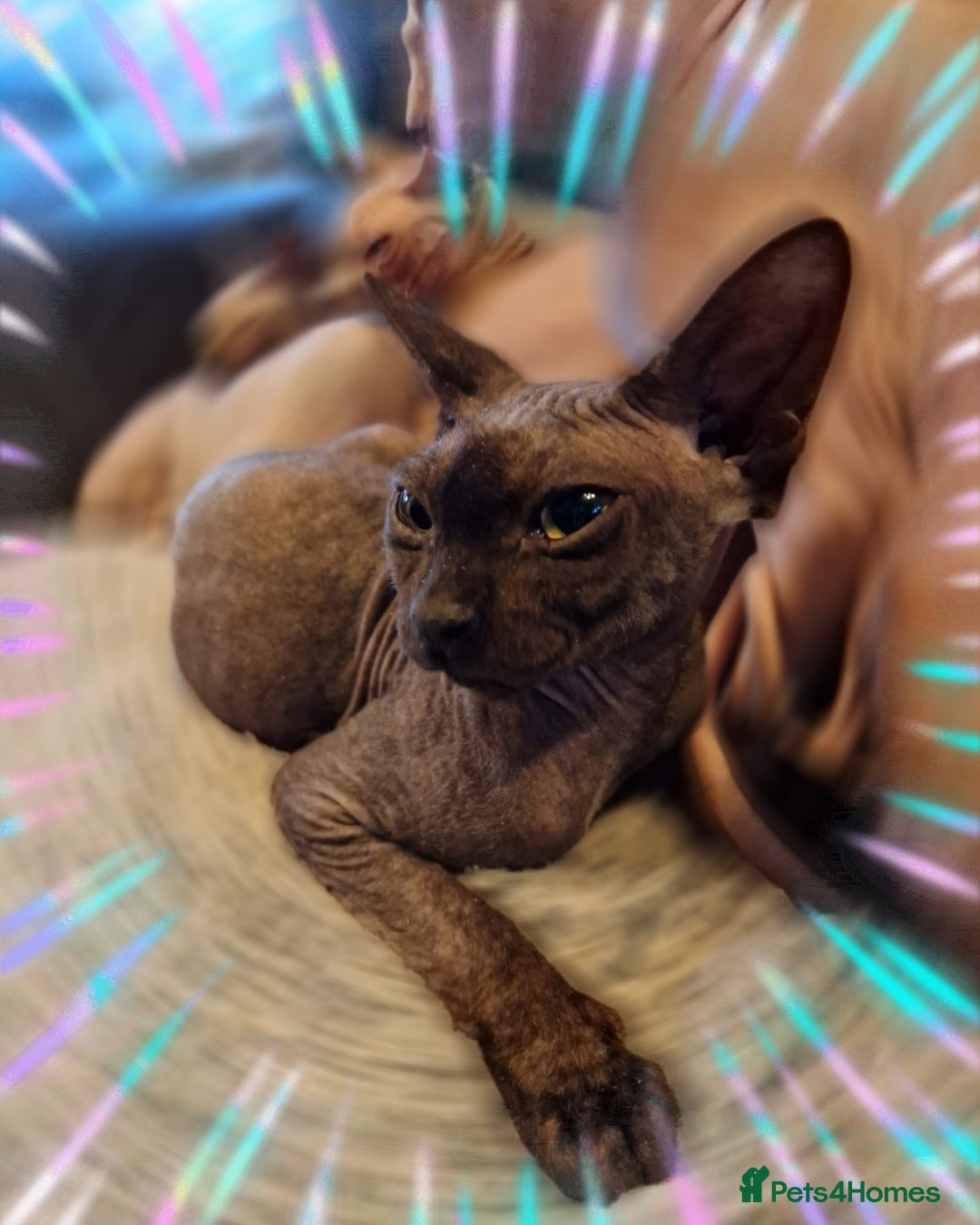 Sphynx cats for sale: Adult Canadian Sphynx for sale and Stud males  - Image 4