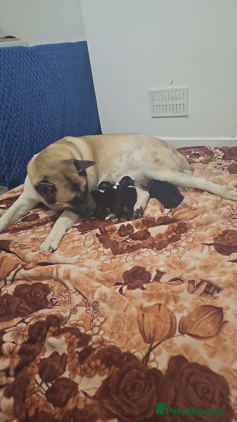 Akita dogs 4 beautiful American Akita's For Sale - Advert 3