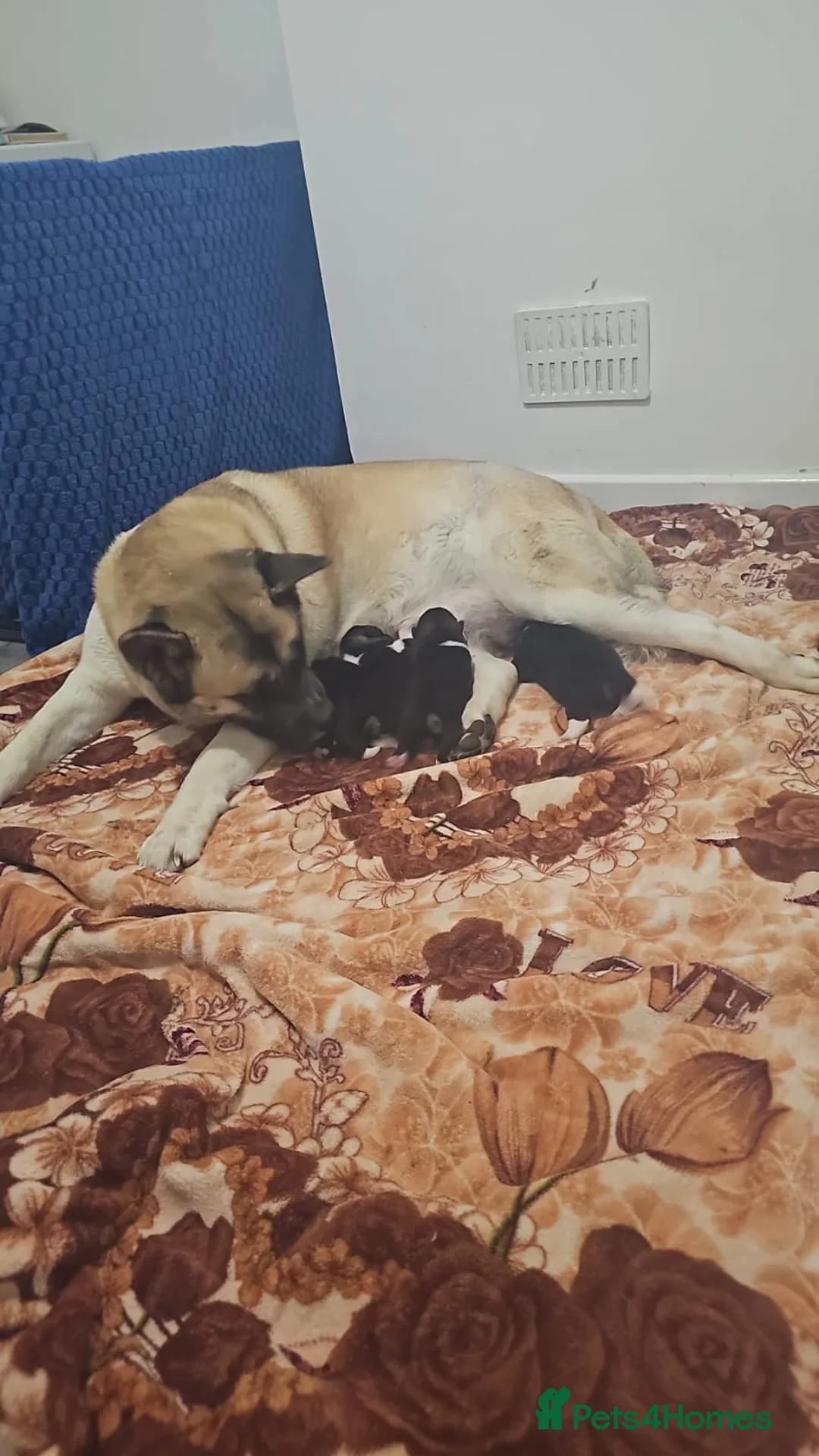 Akita dogs for sale: 4 beautiful American Akita's For Sale - Advert 1