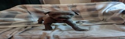 Whippet dogs for sale: Beautiful whippet babies  - Advert 10