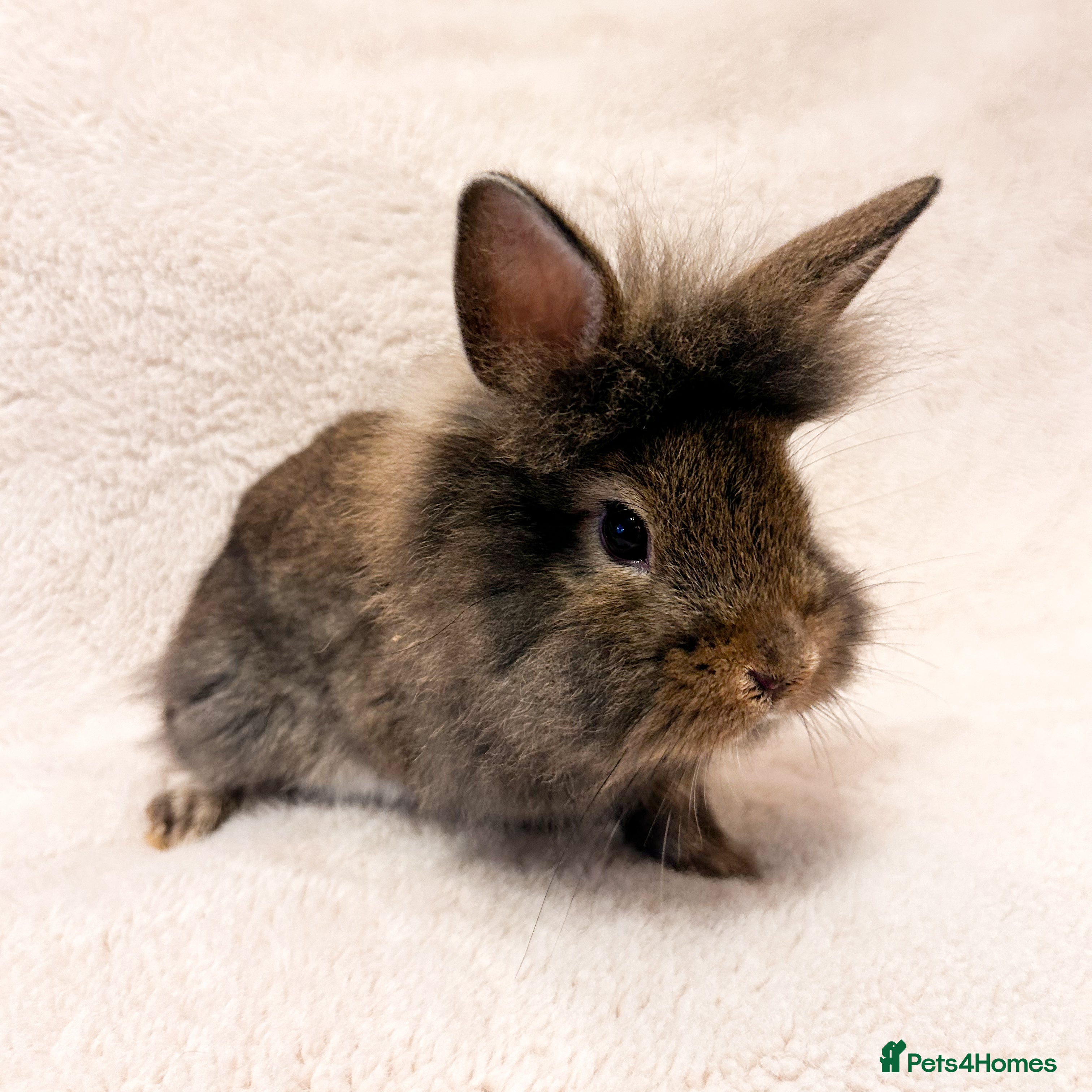 Lionhead rabbits Lionhead rabbit. 1 remaining. - Advert 7
