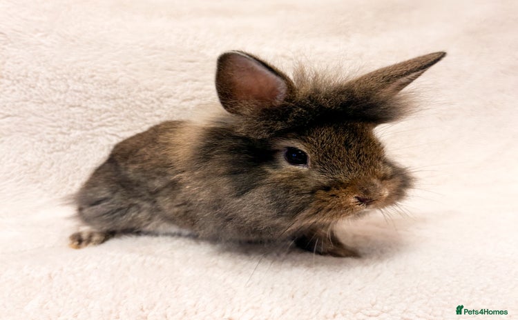 Lionhead rabbits Lionhead rabbits. 2 remaining. - Advert 5