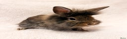 Lionhead rabbits for sale: Lionhead rabbits. 2 remaining. - Advert 1
