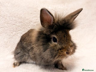 Lionhead rabbits Lionhead rabbits. 2 remaining. - Advert 1