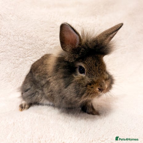 Lionhead rabbits Lionhead rabbits. 2 remaining. - Advert 1