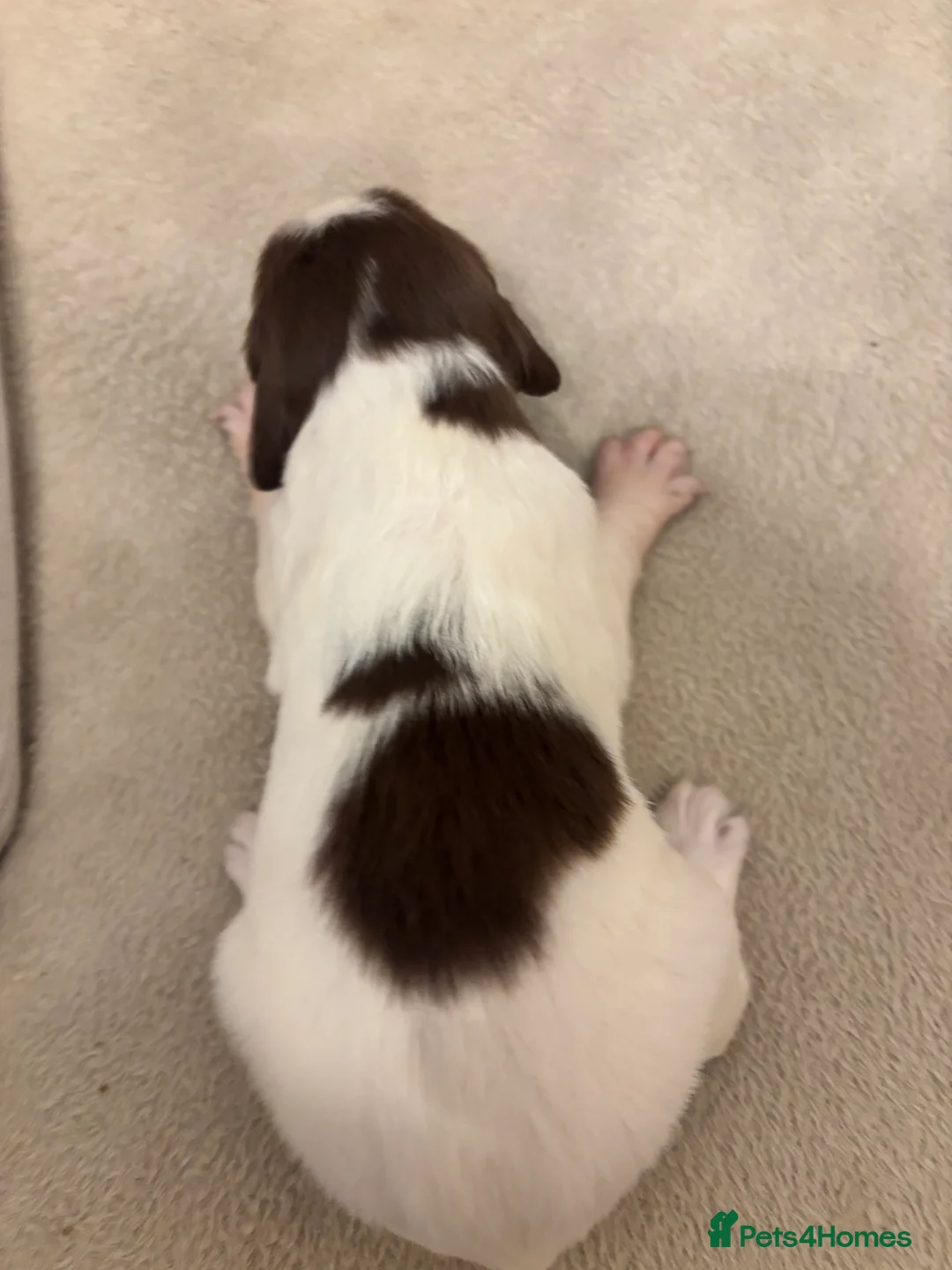 English Springer Spaniel dogs for sale: English springer spaniel puppies - Advert 30