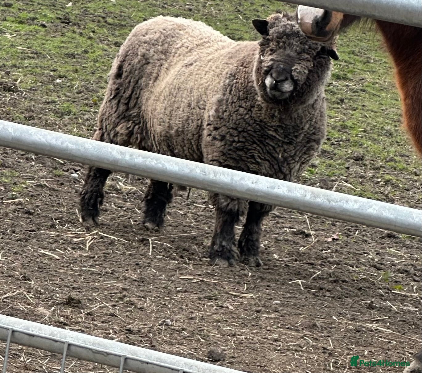Sheep livestock Coloured ryeland tup looking for new home  - Advert 10