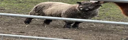 Sheep livestock for sale: Coloured ryeland tup looking for new home  - Advert 1
