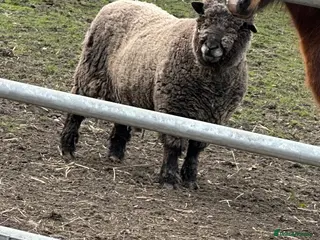 Sheep livestock Coloured ryeland tup looking for new home - Advert 14