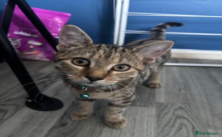 Mixed Breed cats - Advert 8