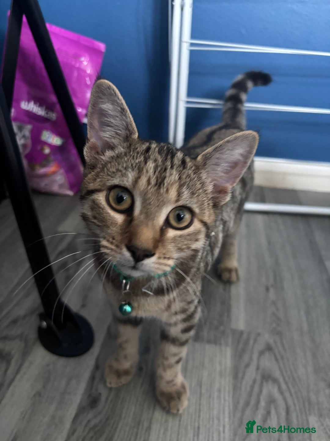 Mixed Breed cats for sale: Two brothers - Image 1
